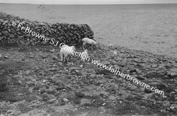 GOATS AND SHEEP GRAZING ON CLIFFS